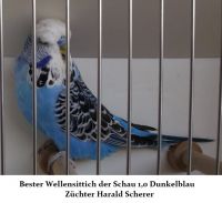 18. Zuechtertreffen 2013 002.JPG